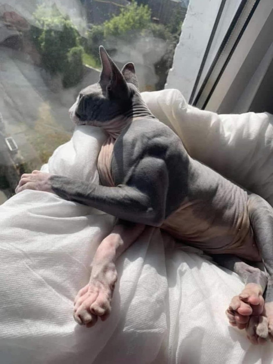 Кот качок