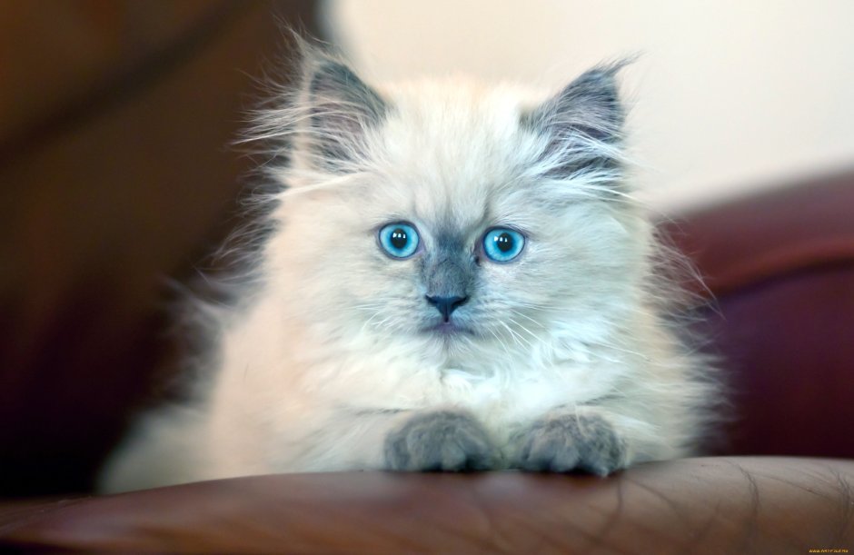 Сиамская кошка длинношерстная голубоглазая
