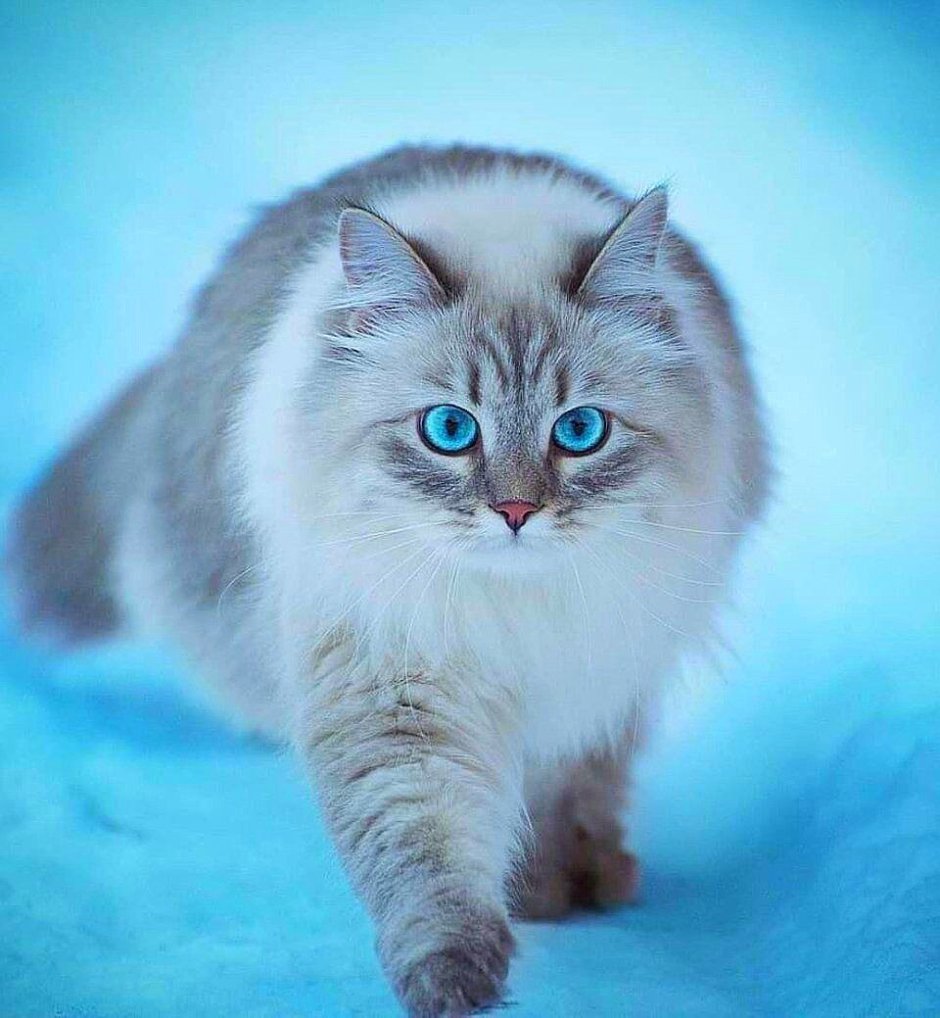 Сибирская кошка голубоглазая