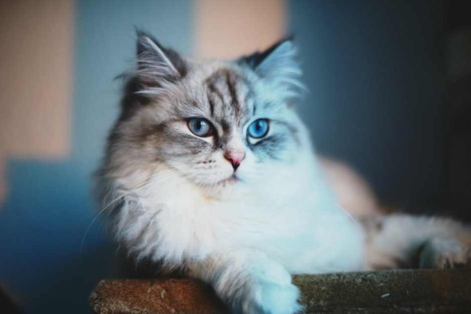 Кошка с голубыми глазами