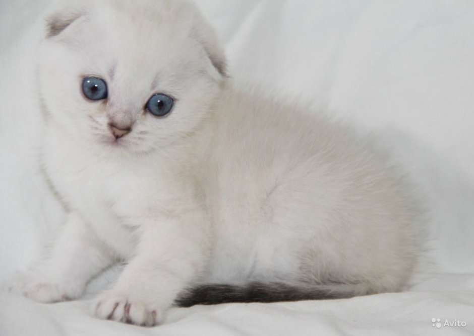 Колорный шотландец