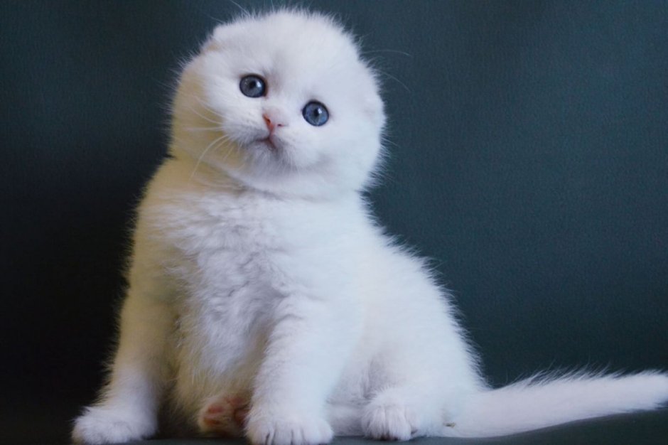 Шотландская кошка белая