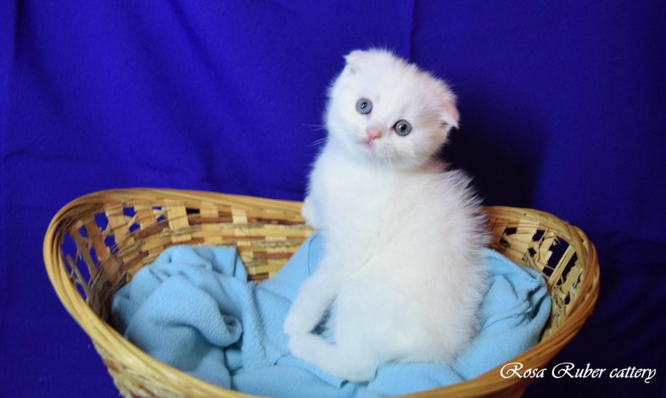 Белый вислоухий котенок с голубыми глазами