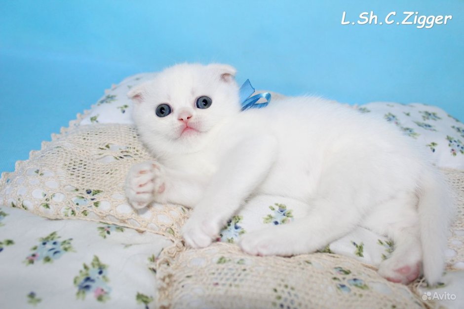 Кошки с голубыми глазами смешные