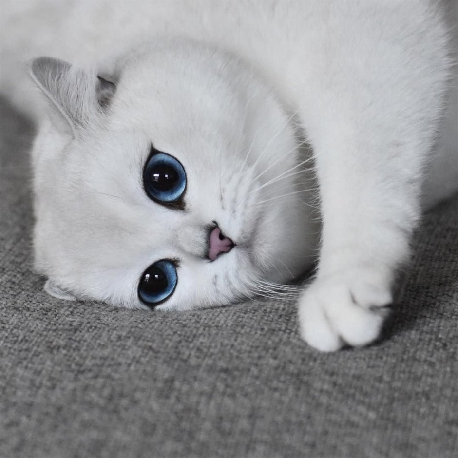 Самый милый котик маленький шиншилла белый