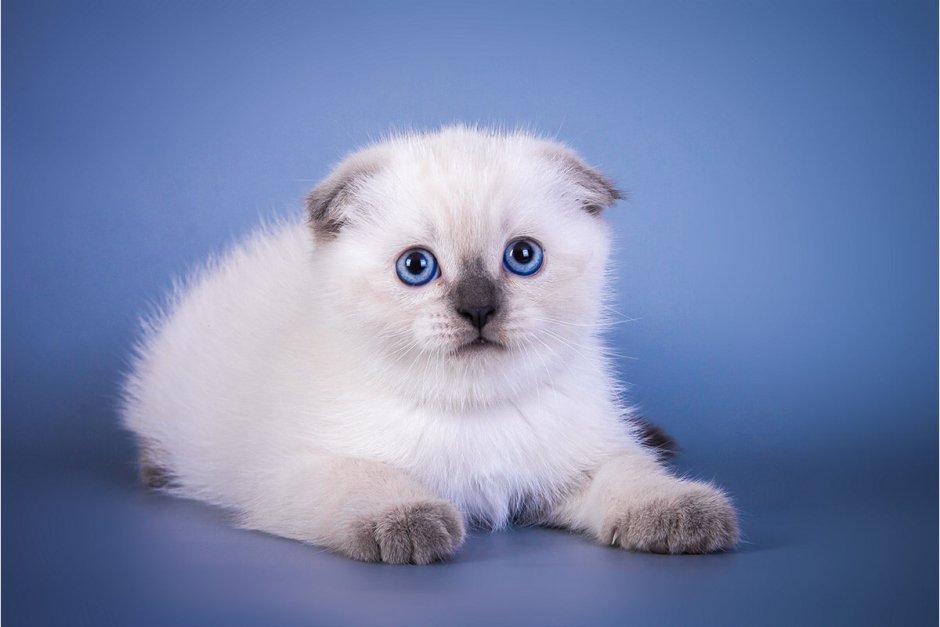 Шотландская вислоухая кошка белая с голубыми глазами