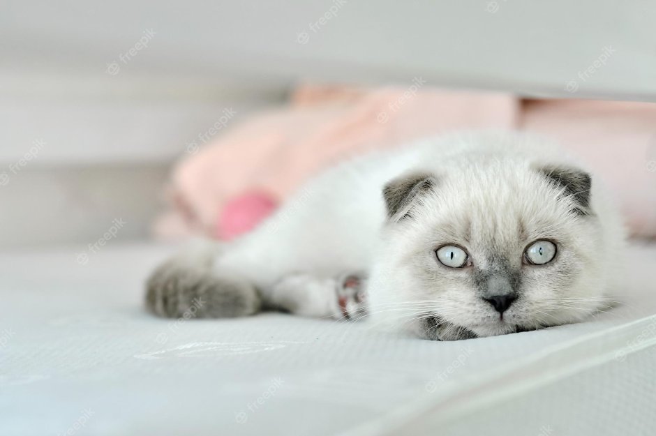 Белый котенок