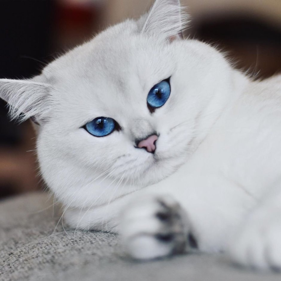 Шиншилла кошка серебристая с голубыми глазами