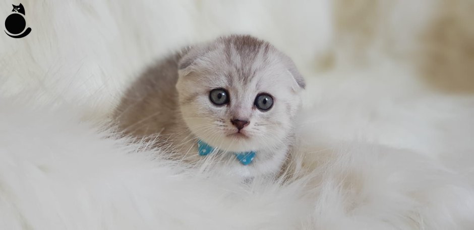 Кошка с голубыми глазами