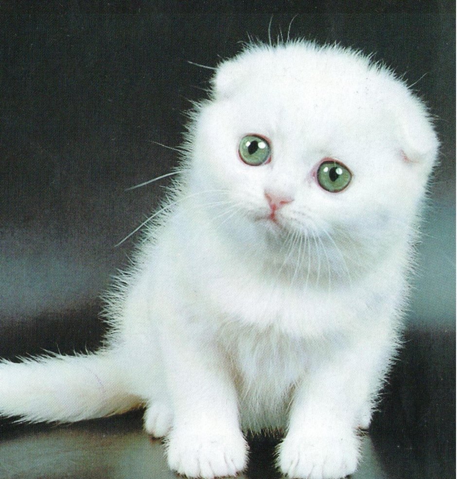 Вислоухий шотландец белый