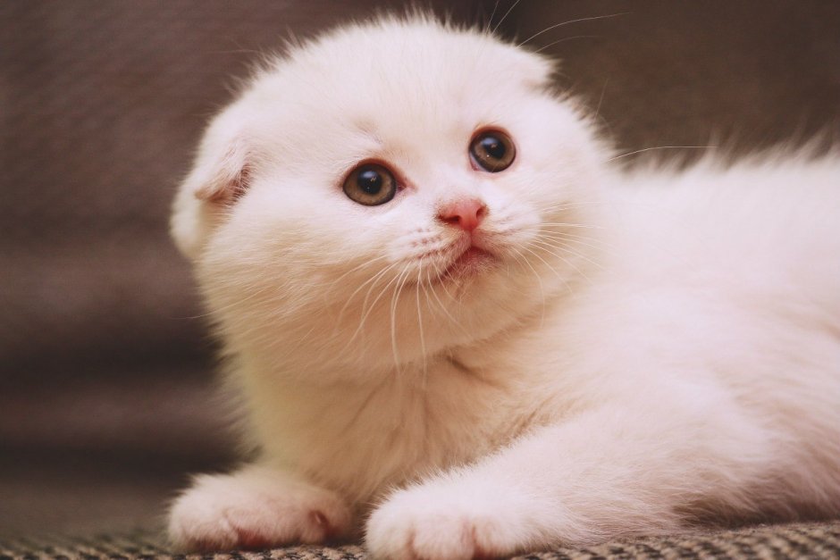 Маленький вислоухий котёнок Беленький