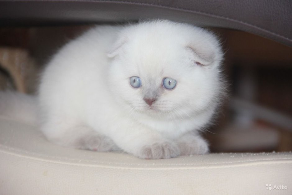 Бриташка вислоухий белый