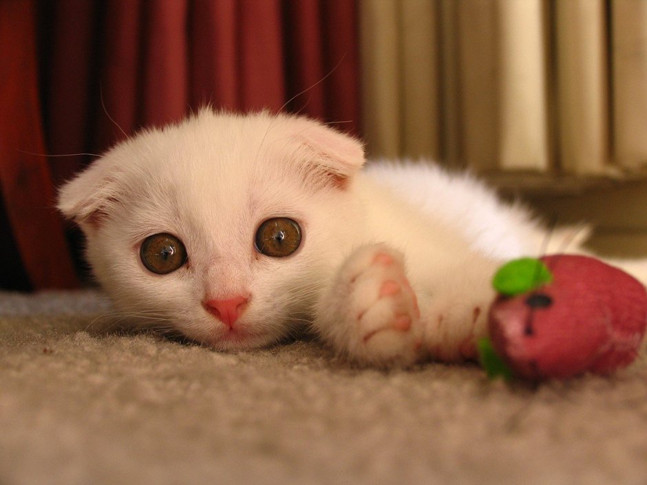 Милых животных