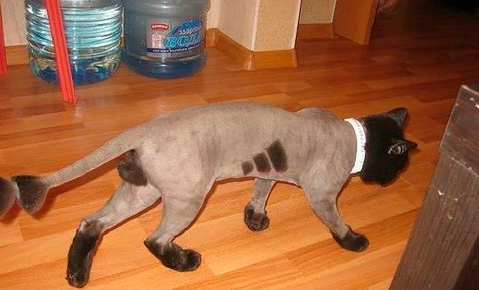 Смешная стрижка кота