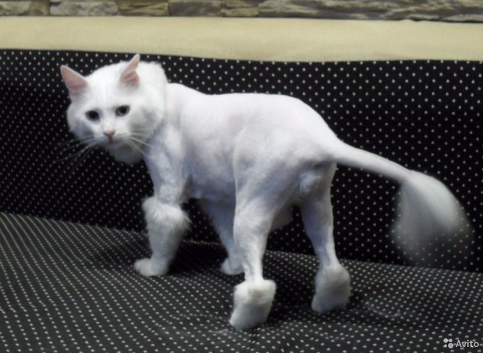 Стриженный белый кот