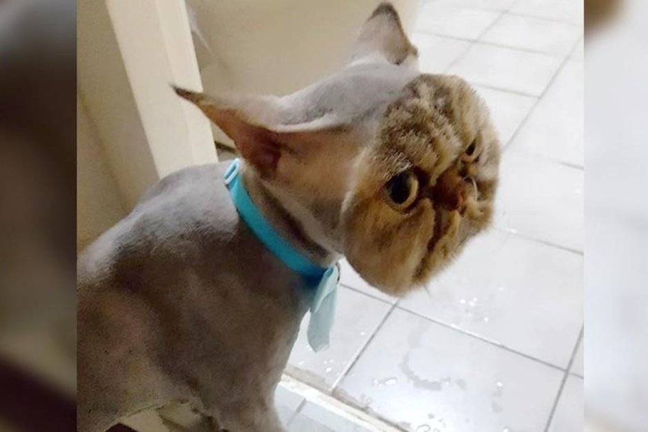 Побритая кошка налысо