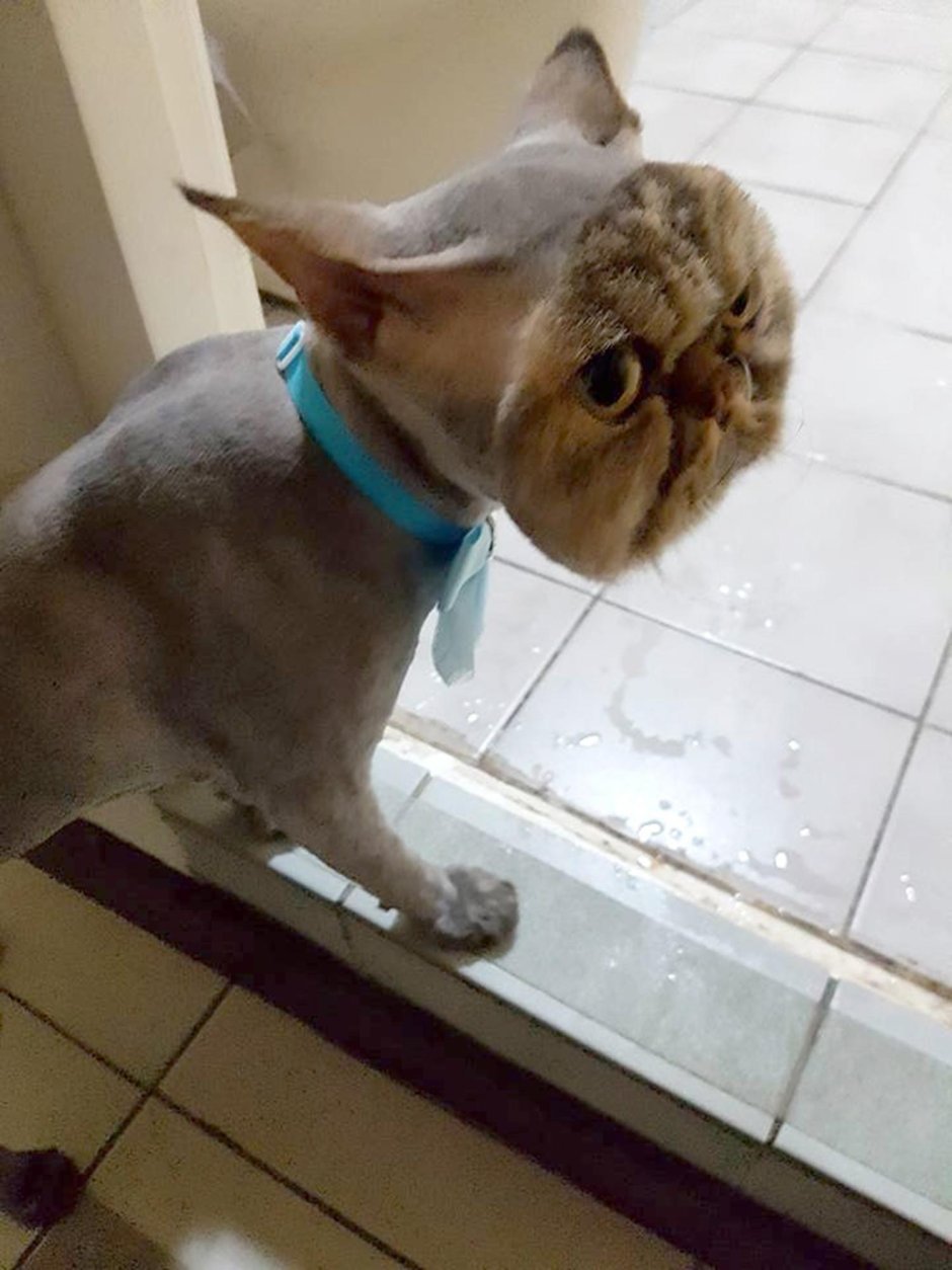 Побритый кот