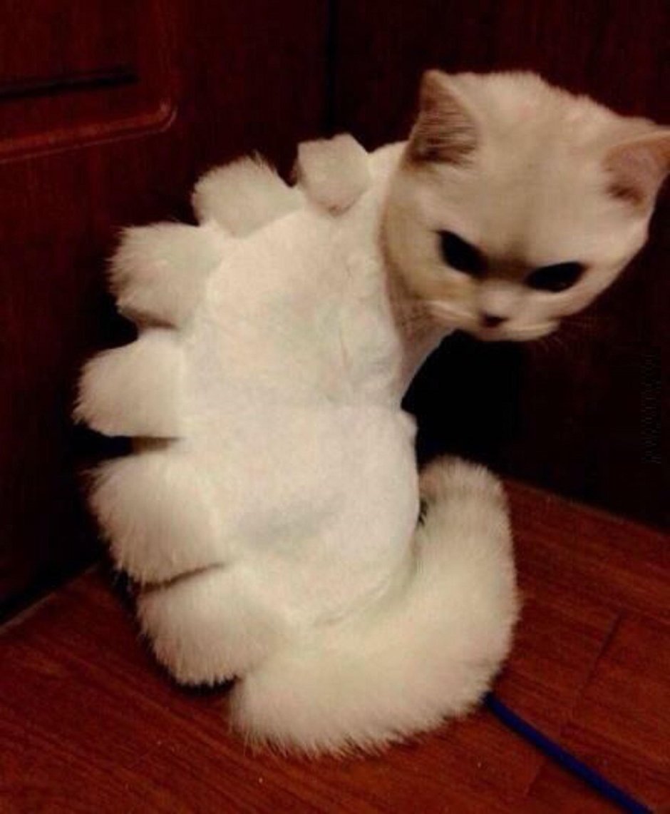 Смешной стриженный кот