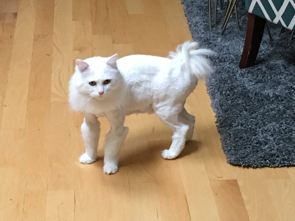 Стриженные кошки смешные