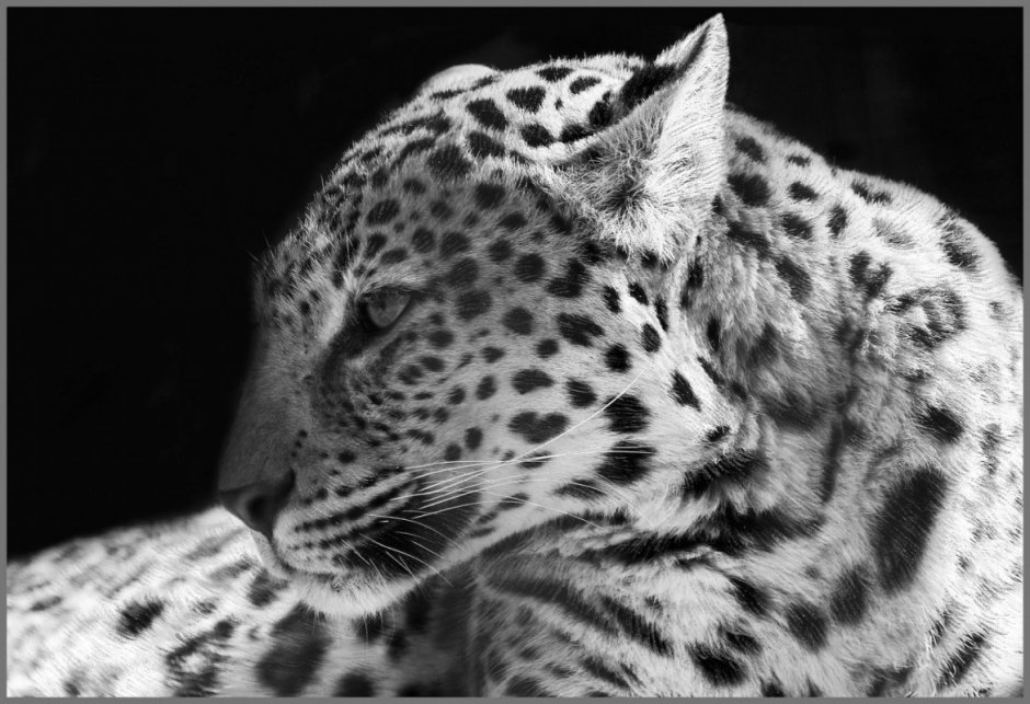 Фотообои Дикие кошки