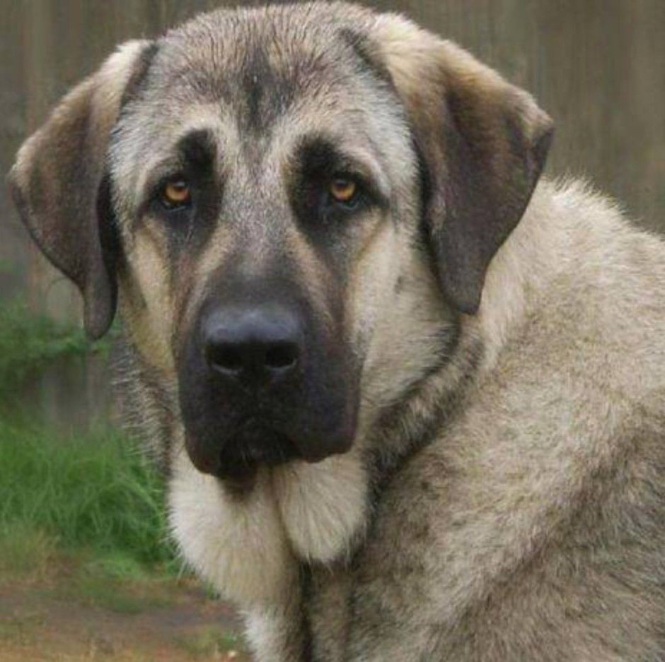 Anatolian Shepherd