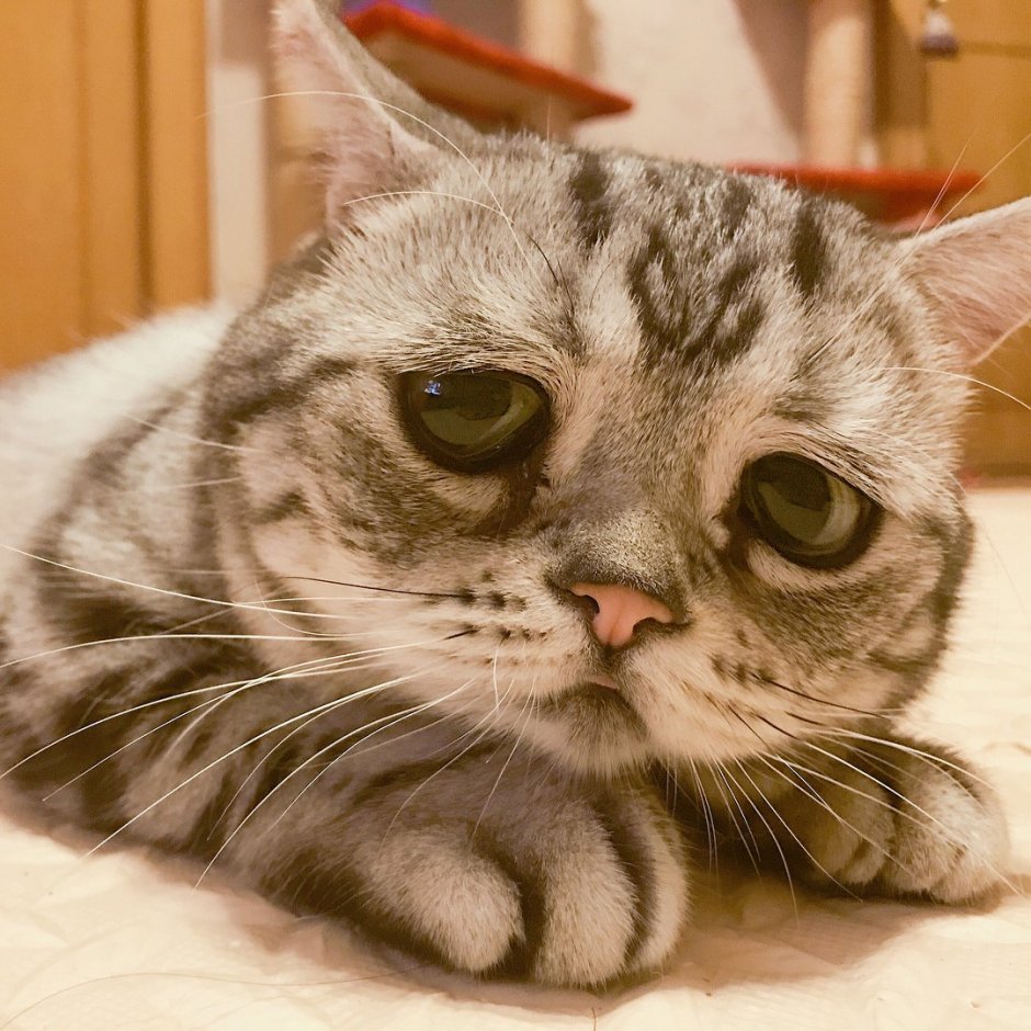 Грустная кошка