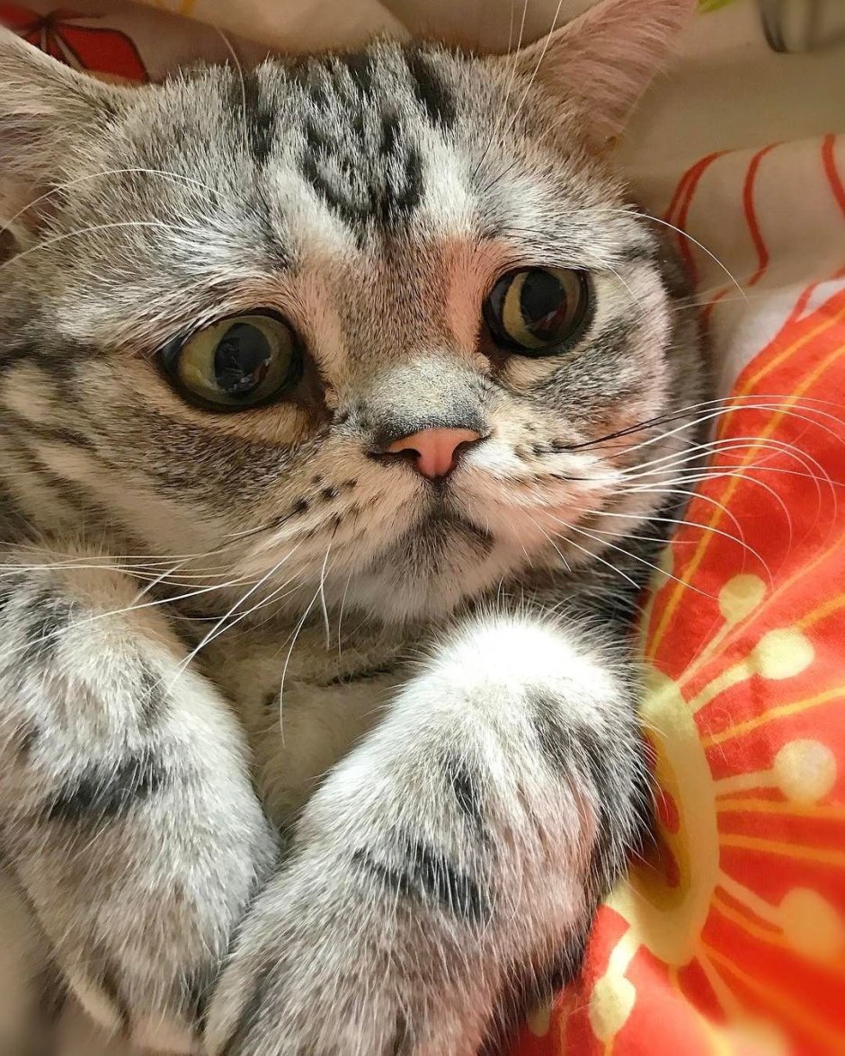 Самая грустная кошка Луху