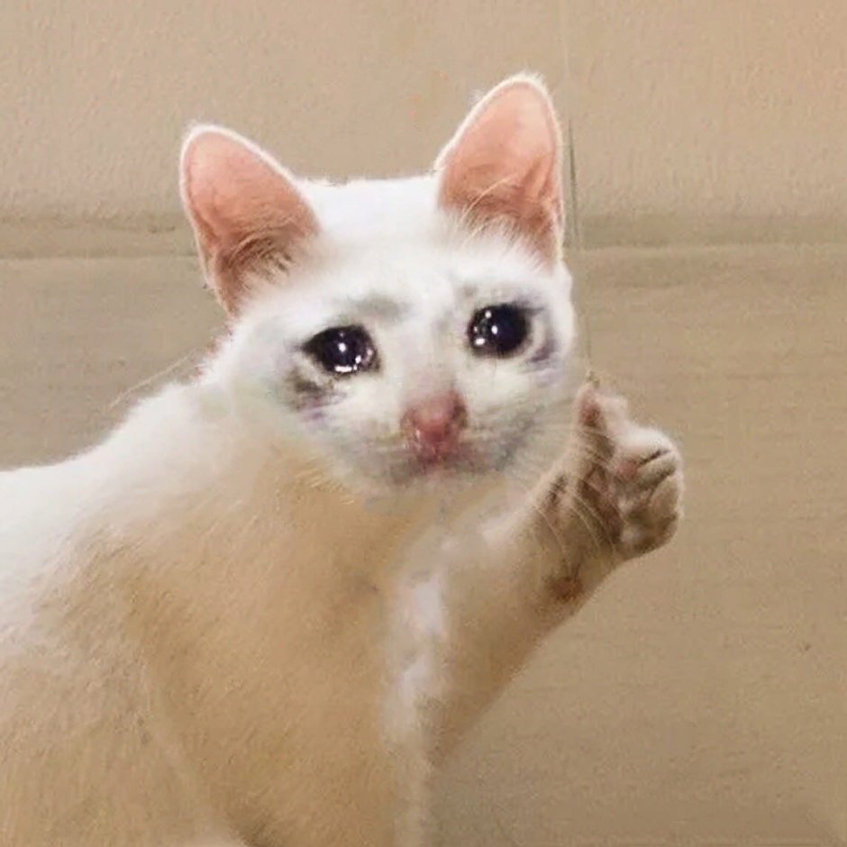 Плачущий кот