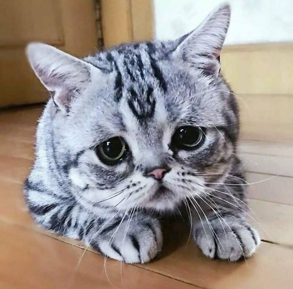 Грустная кошка