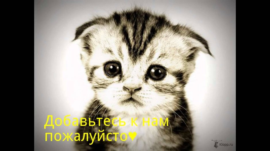 Милый котик демотиватор