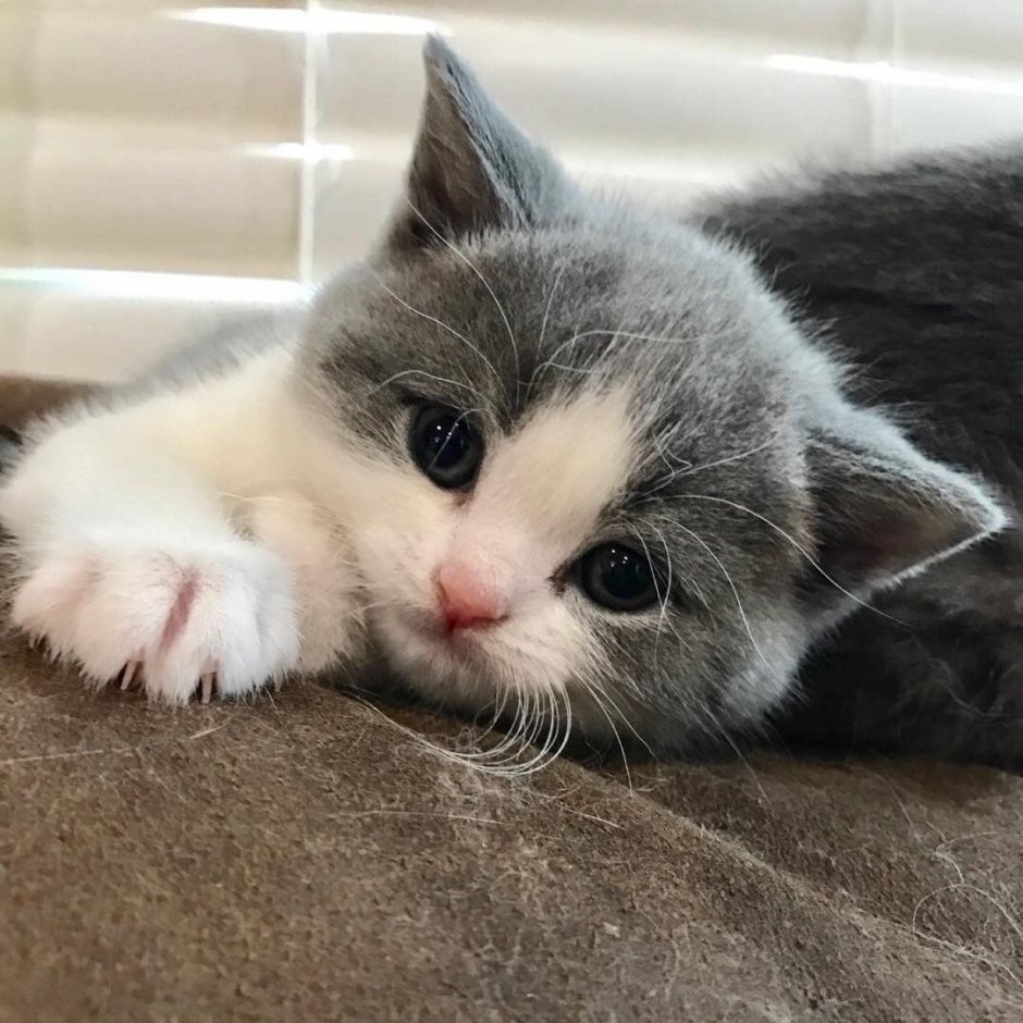 Котенок тоскует