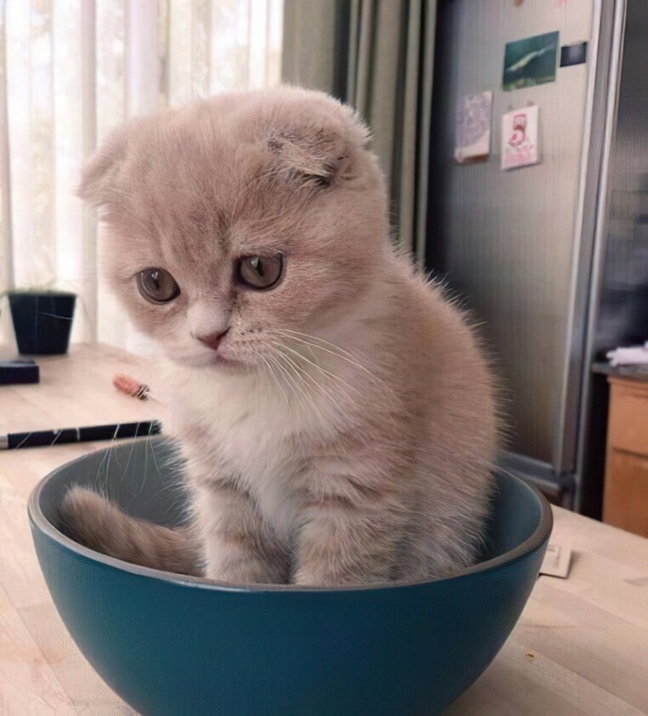 Котенок грустит