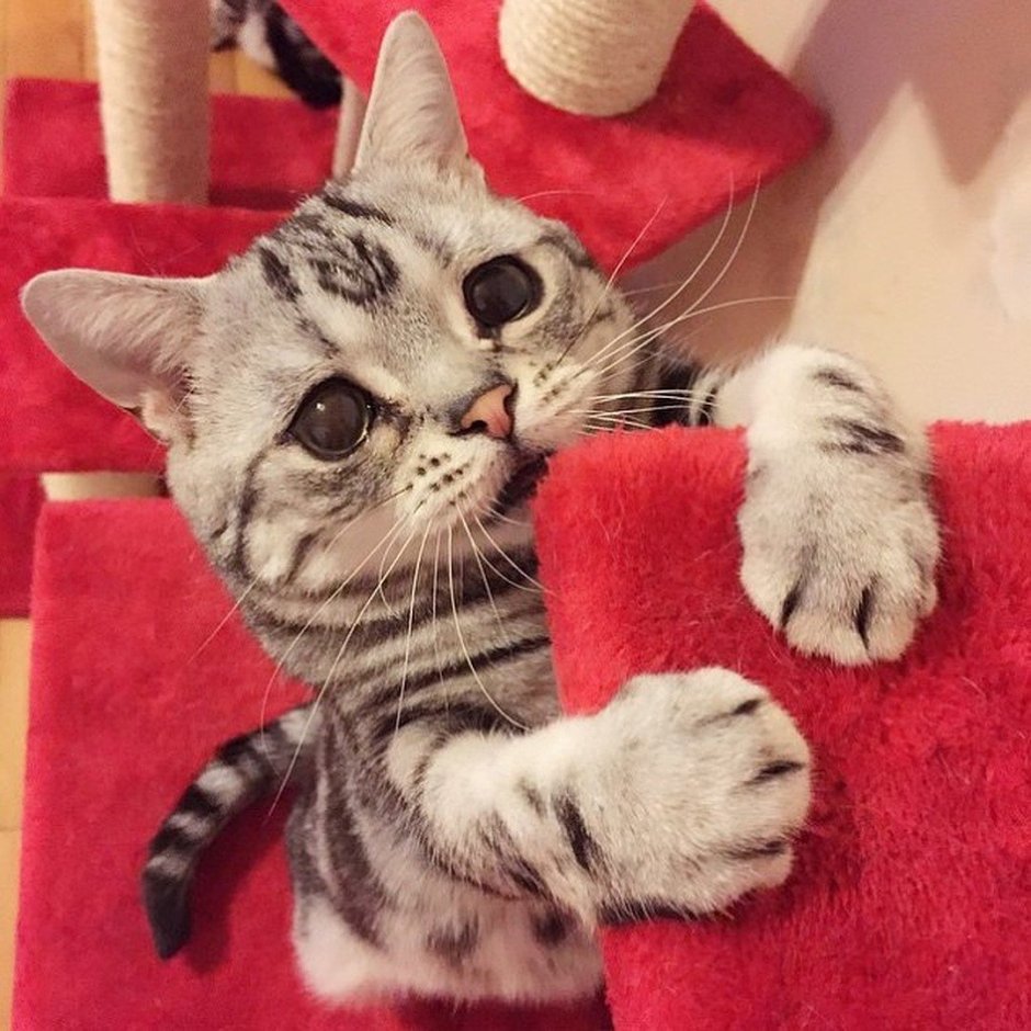 Грустный котик
