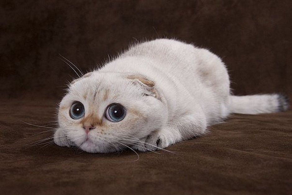 Котик просит прощения