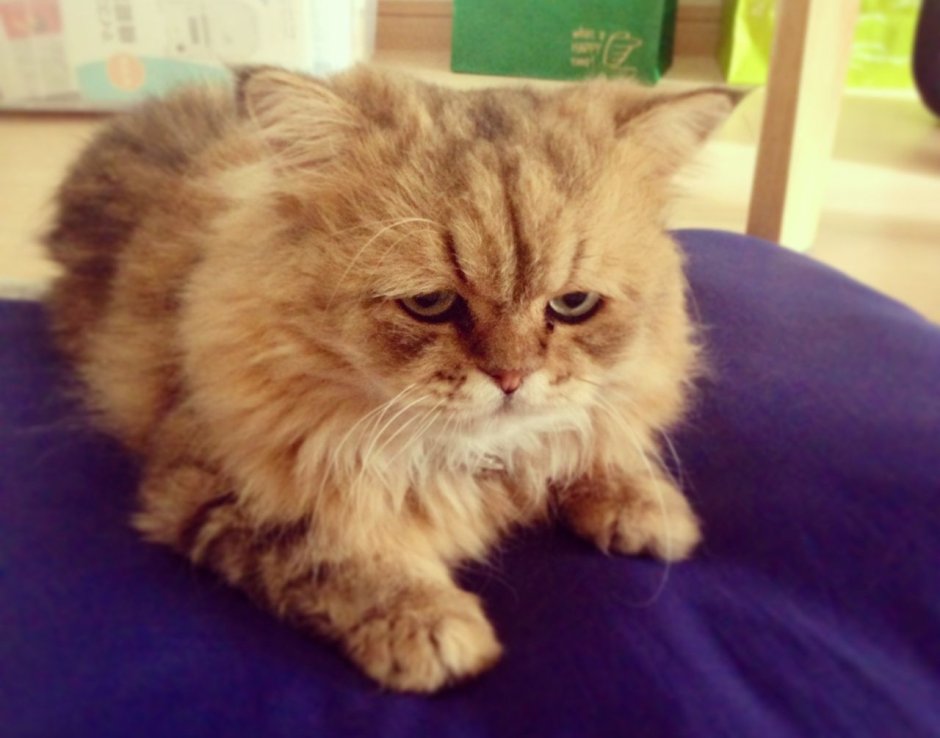 Разочарованный котик