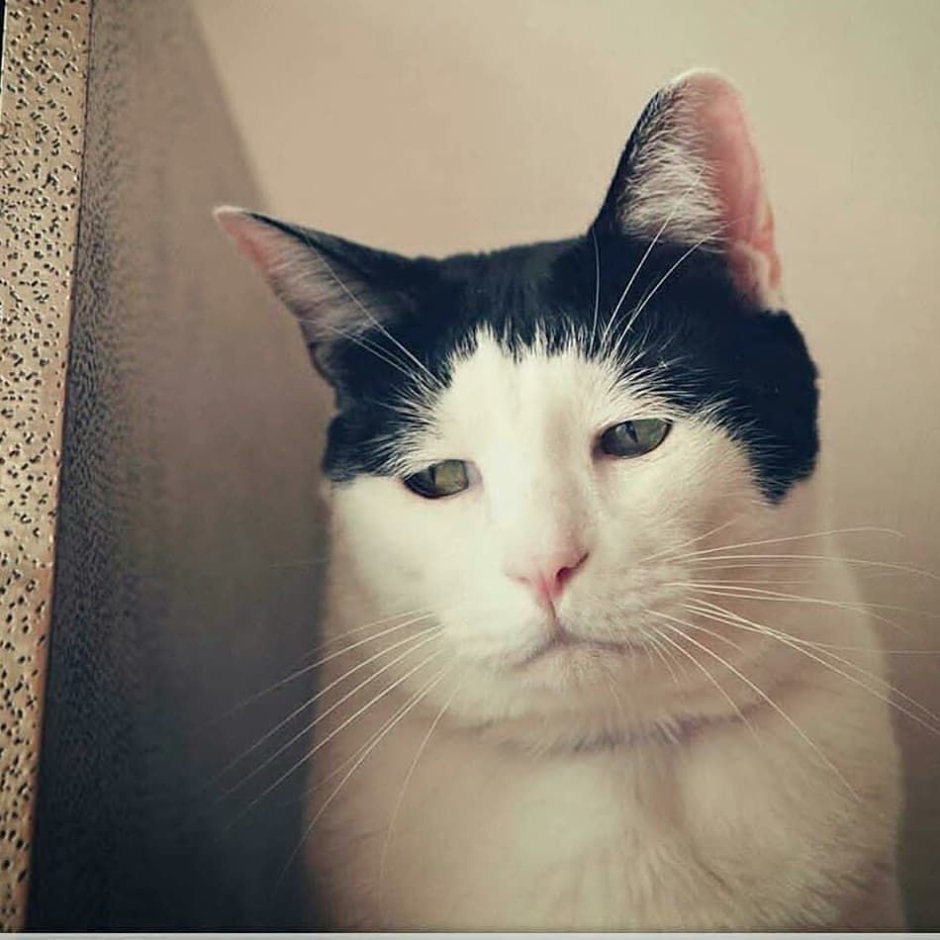 Грустный кот