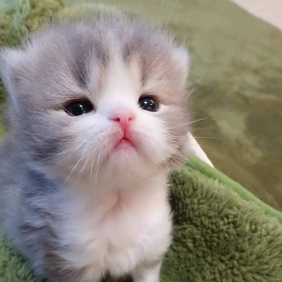 Милые котята