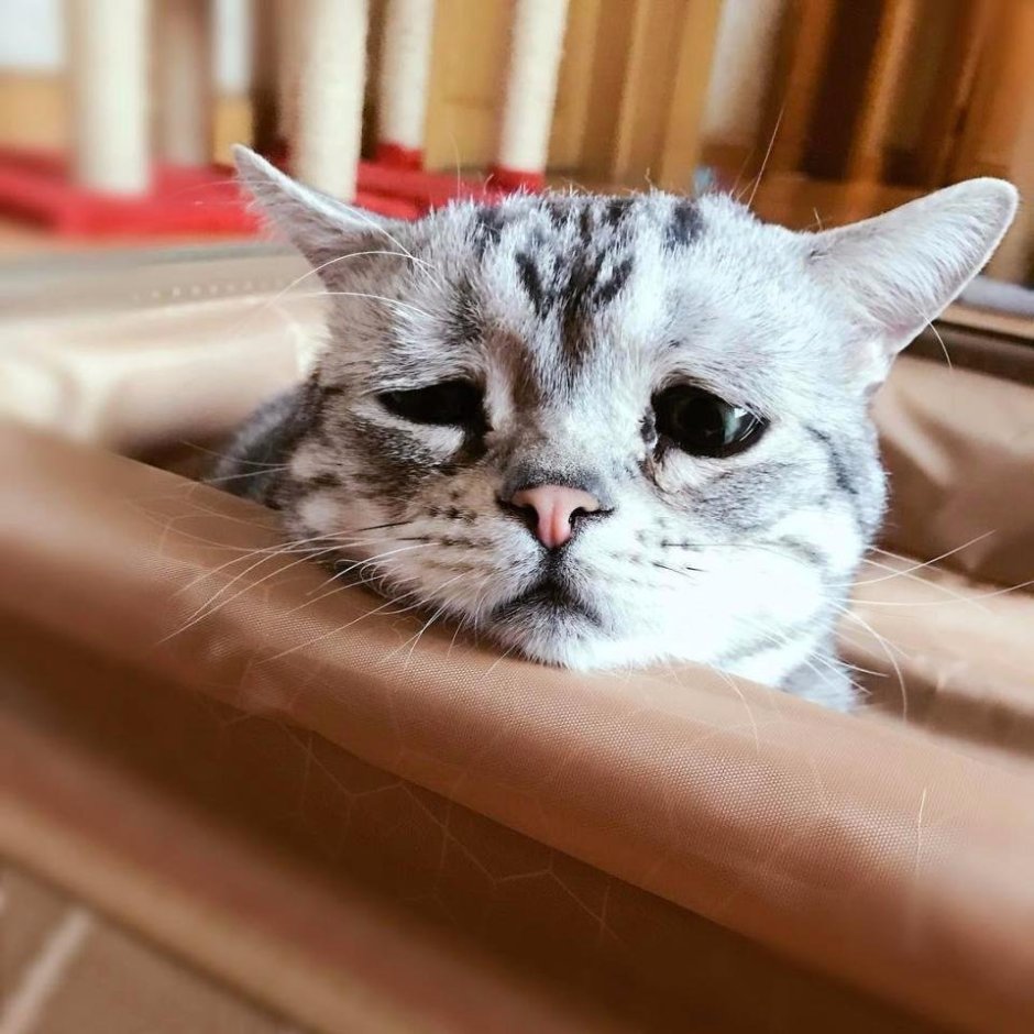 Луху кошка