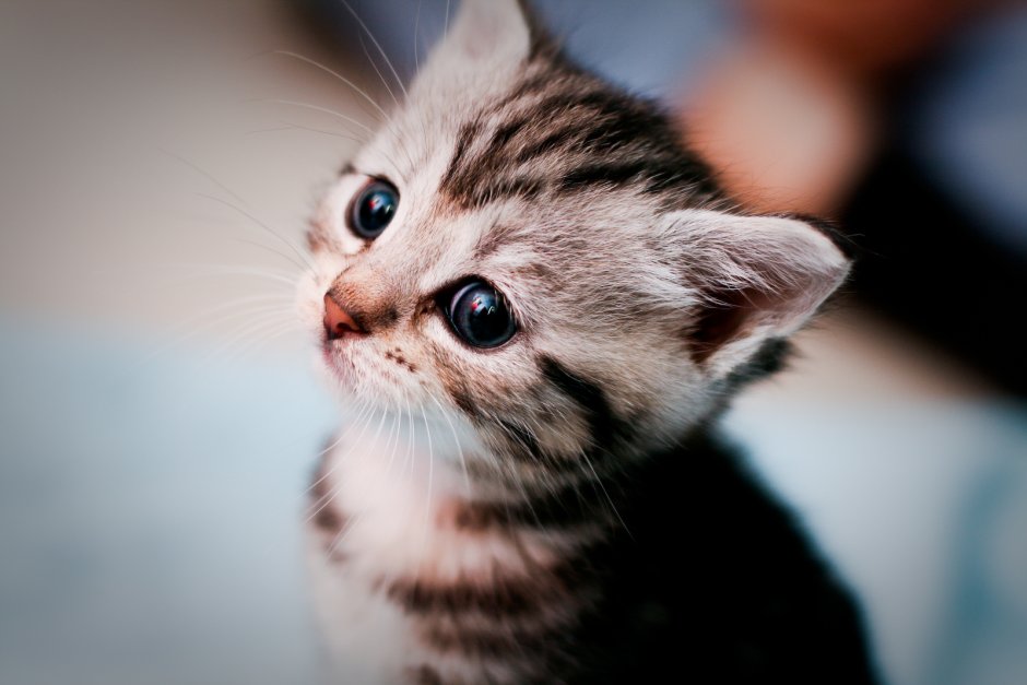 Котики на аву