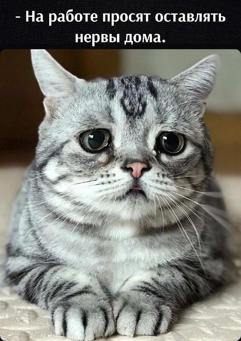 Грустная кошка