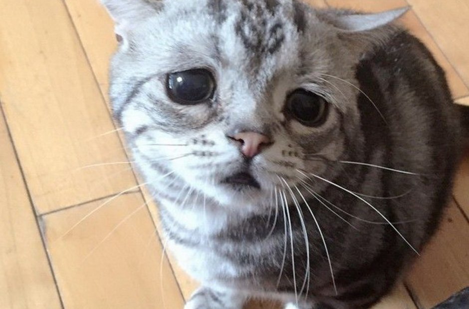 Грустный кот