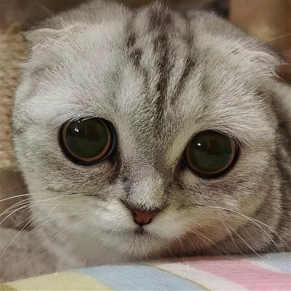 Грустный котик