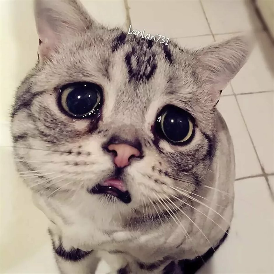 Коты Луху
