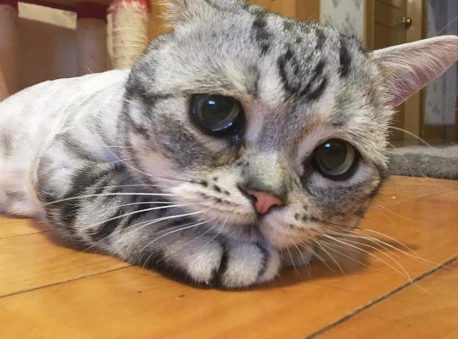 Грустный кот