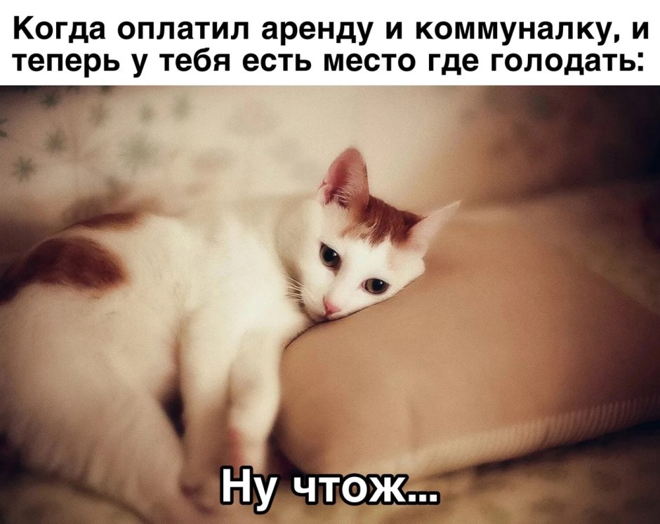 Грустный котик лежит