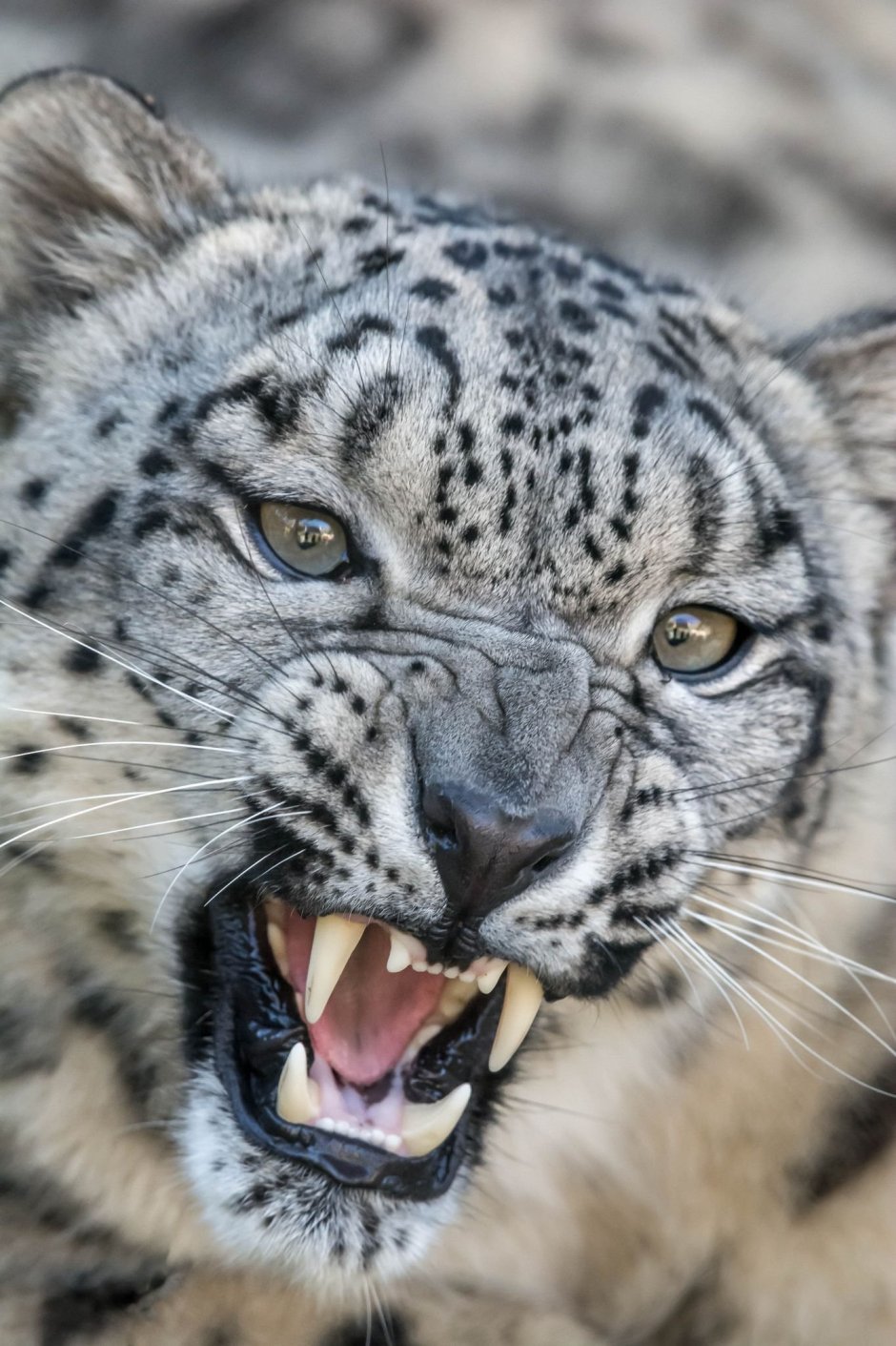 - Снежный Барс (Panthera uncia