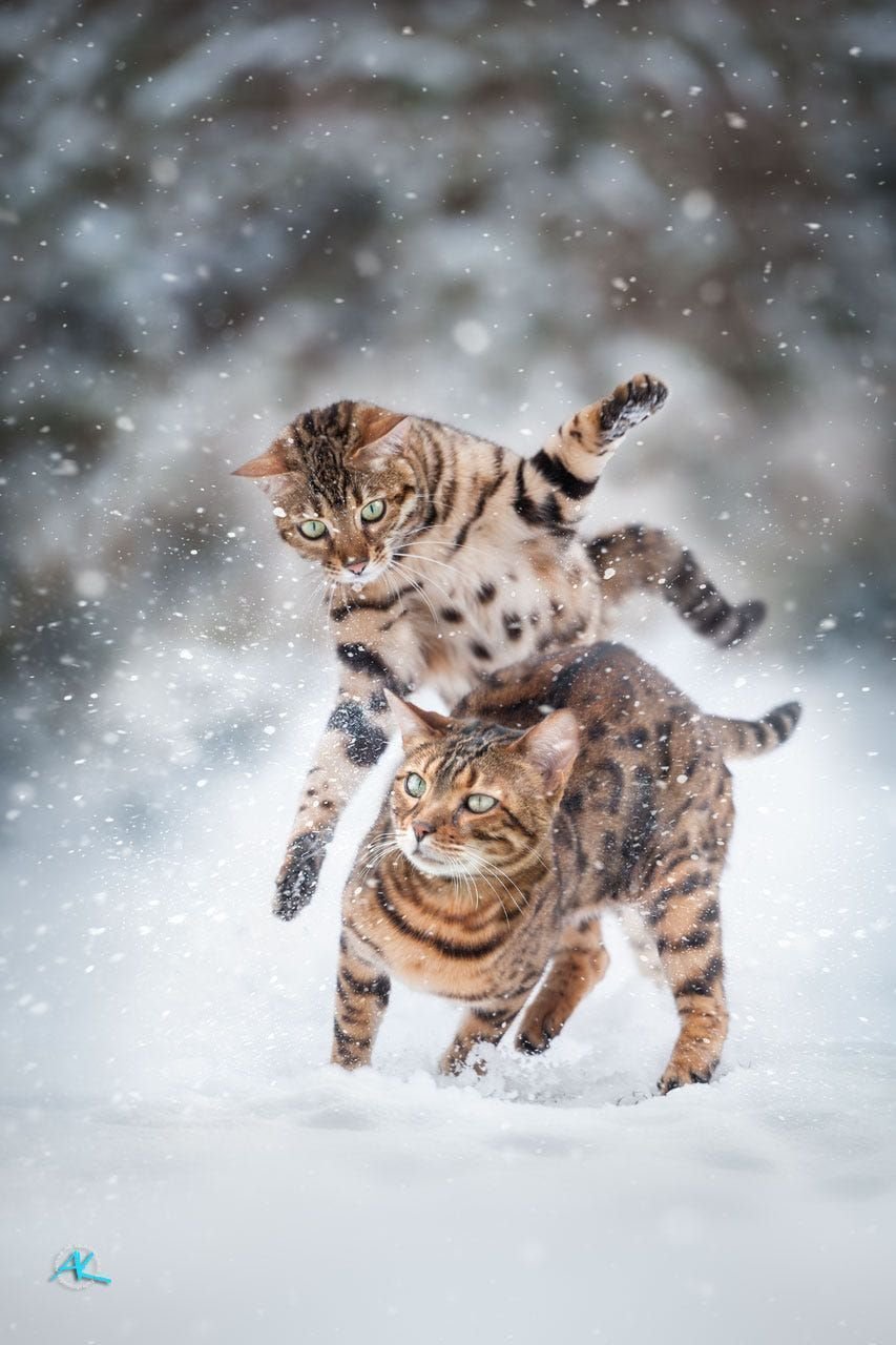 Бенгальская кошка Сноу