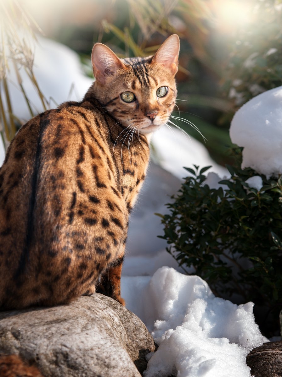 Бенгальский кот в снегу