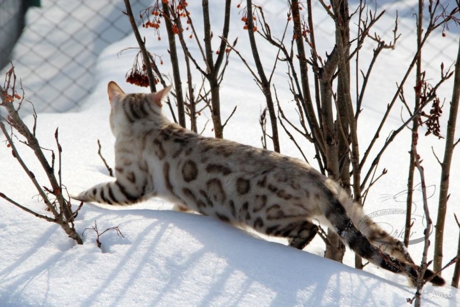 Бенгальский снежный Линкс