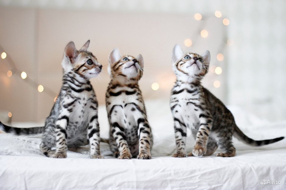 Бенгальская кошка котенок